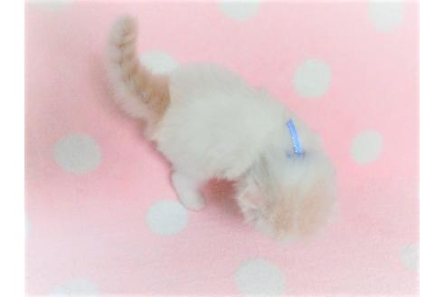 成約済の広島県のスコティッシュフォールド-13045の1枚目